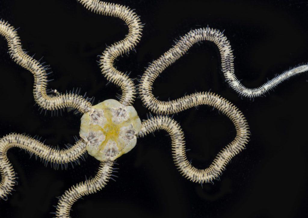 Photograph of a brittle star with a yellow and blue-spotted central disk and five spiny arms radiating out from it.