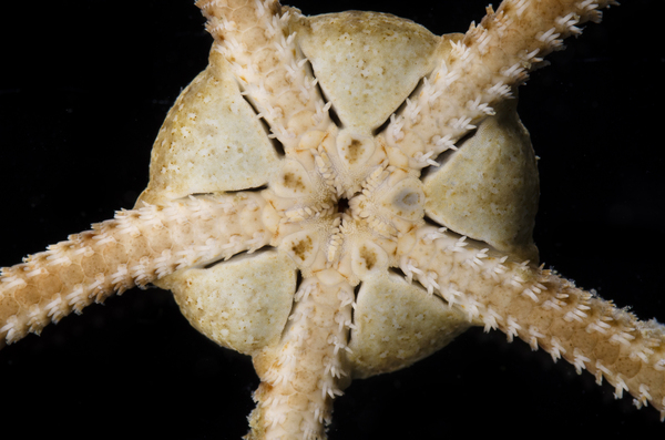 Photograph of a brittle star sample zoomed into the central disk to show the mouth and five jaws.