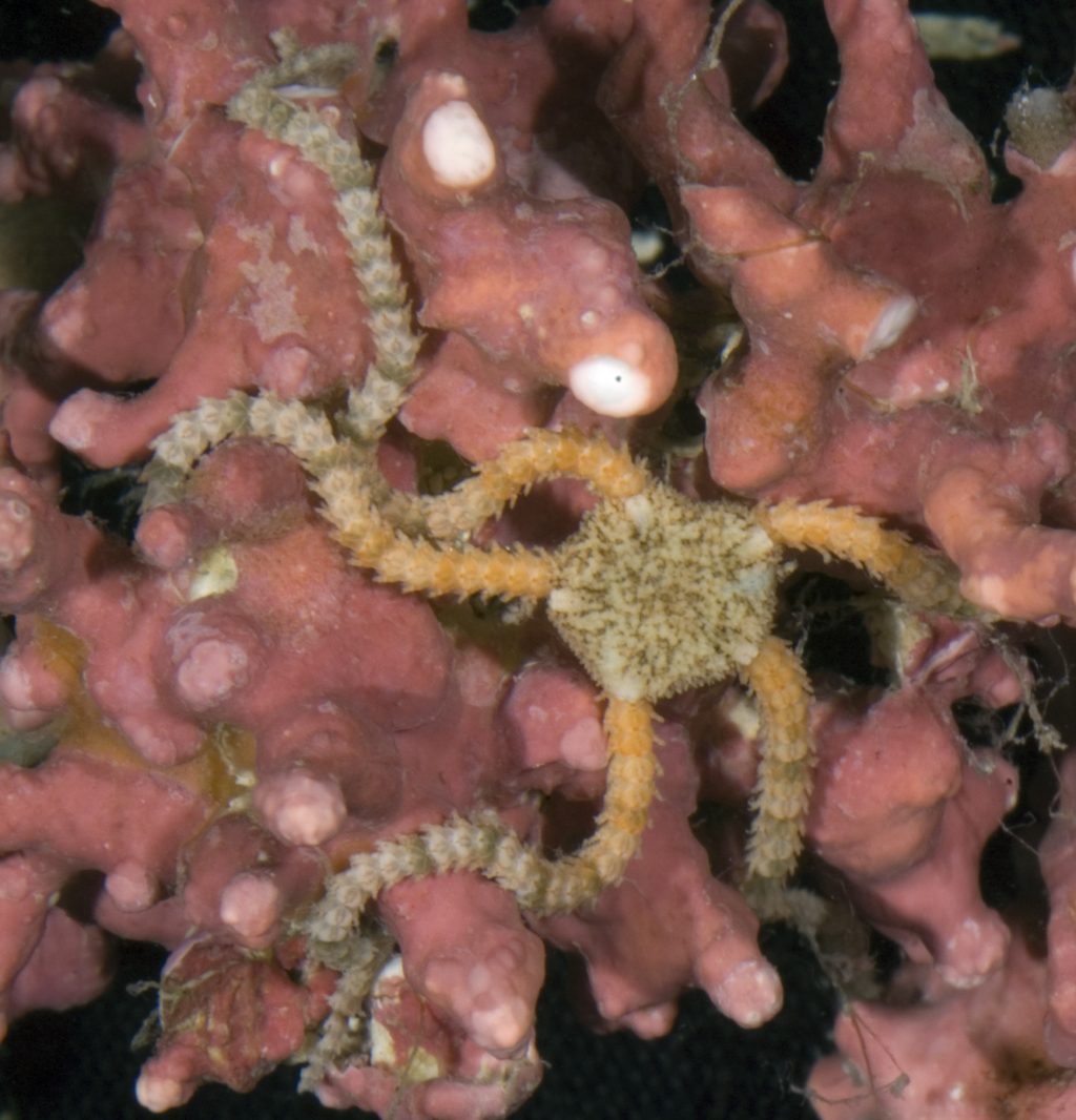 Photograph of an orange and tan brittle star in its coral habitat.