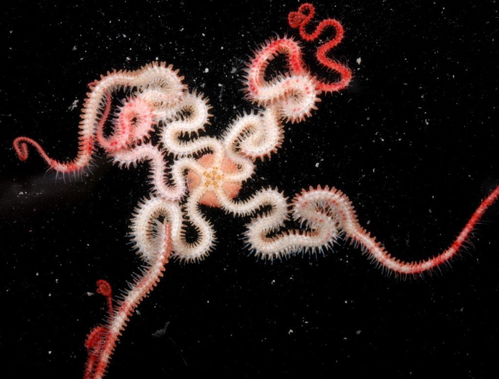 Photograph of a red and pink brittle star with a central disk and five curly arms radiating out from it.