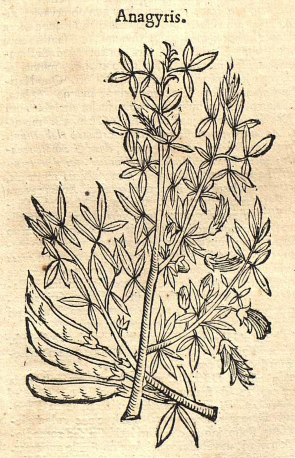 Illustration of plant