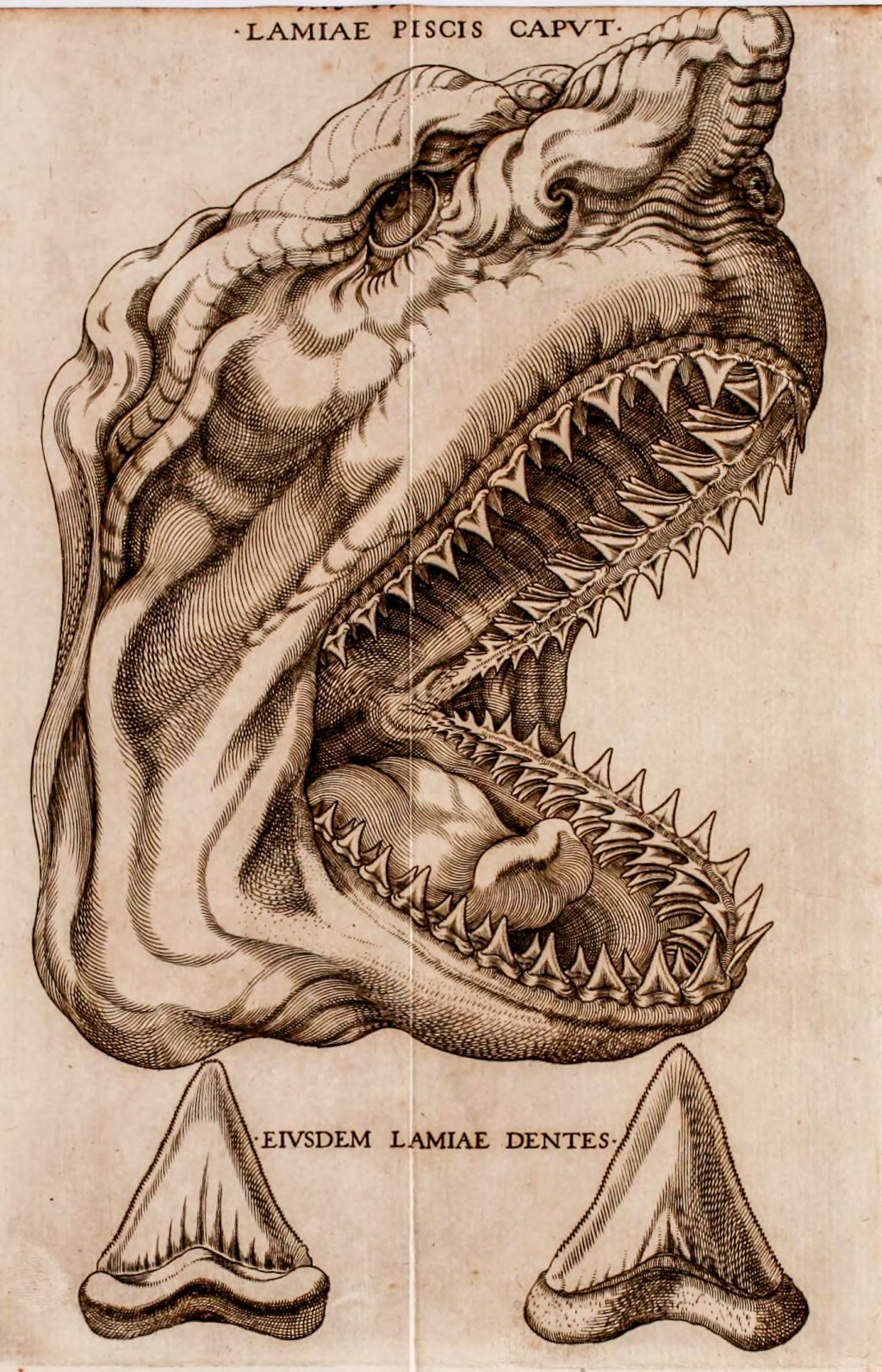 Old illustration of the head of a great white shark.