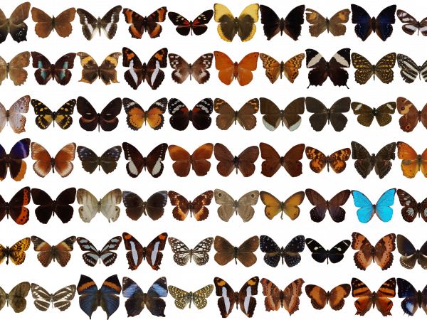 Mosaic of butterfly photographs.