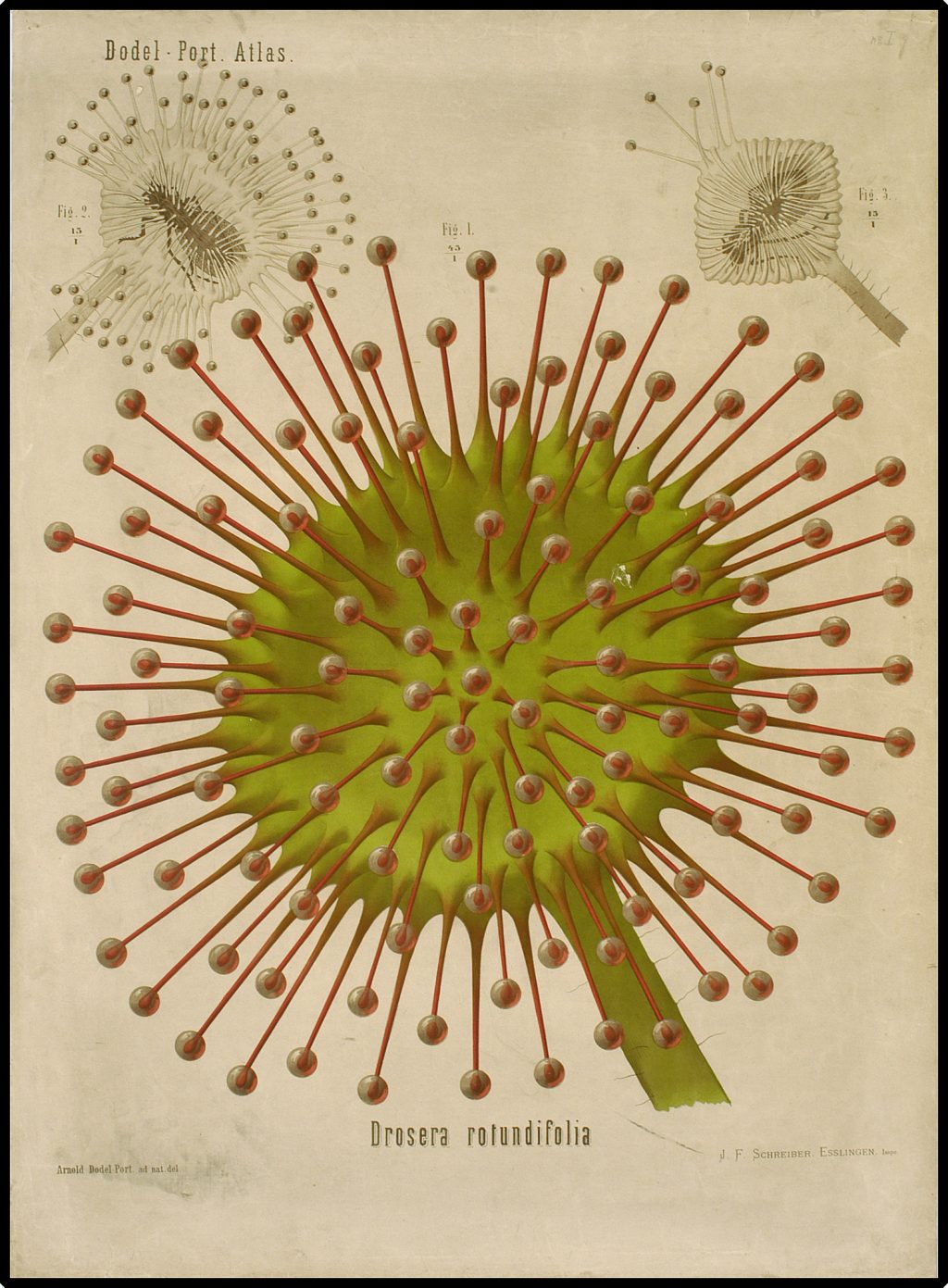 Illustration of sundew