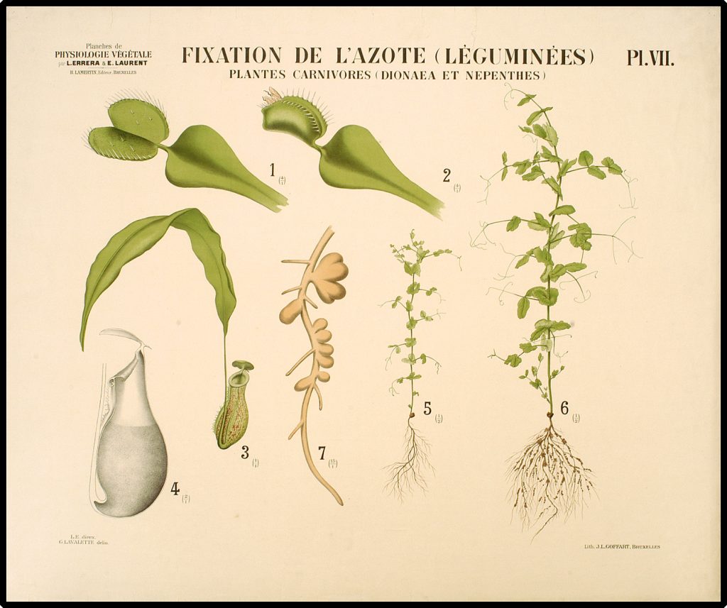 Illustration of multiple plants that acquire nitrogen through various means.