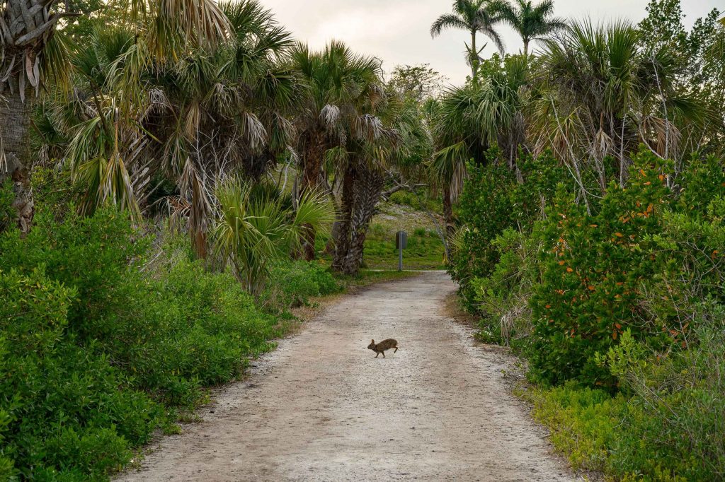 Rabbit runs across a dirt road running through a forested area.