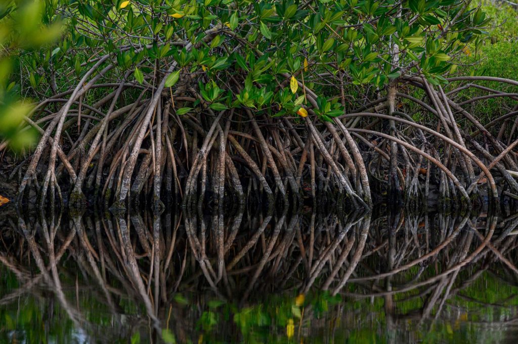 Photo of mangrove roots and leaves.