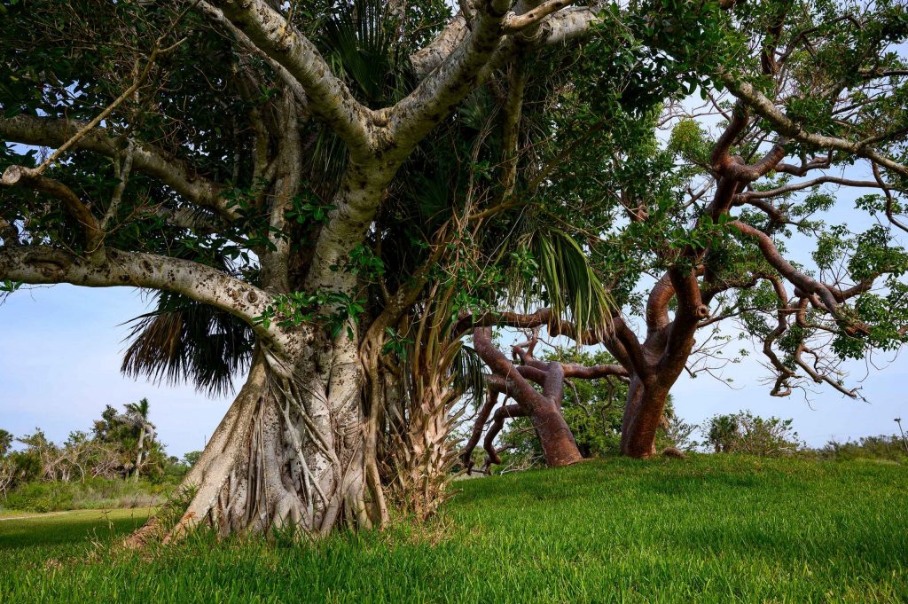 Photograph of a strangler fig, a palm tree, and a gumbo limbo tree.