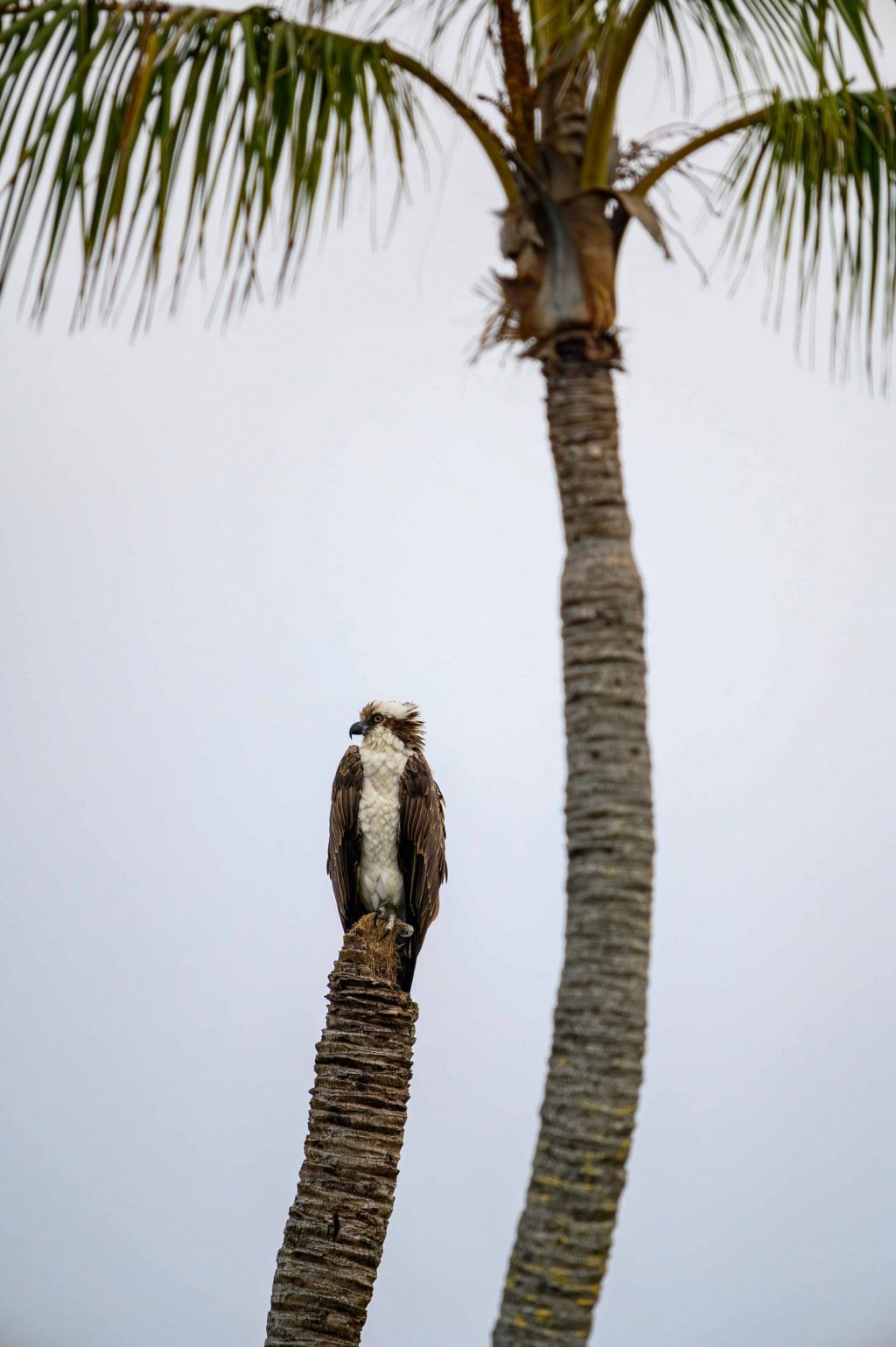 Photograph of an osprey.