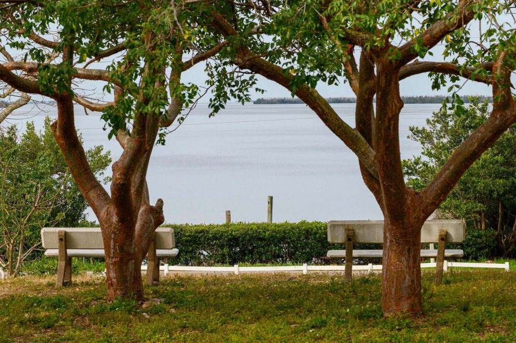 Photograph of the ocean in the distance, framed by two gumbo limbo trees.
