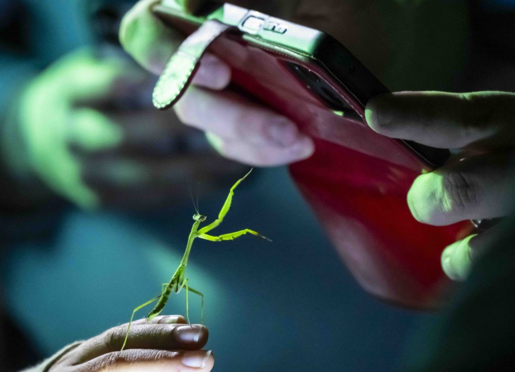 Praying mantis reaches toward a phone that is photographing it.