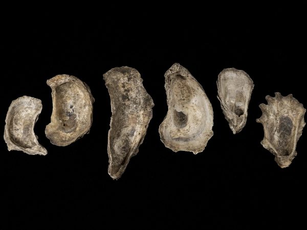 Photograph of six oyster shell valves arranged on a black background.