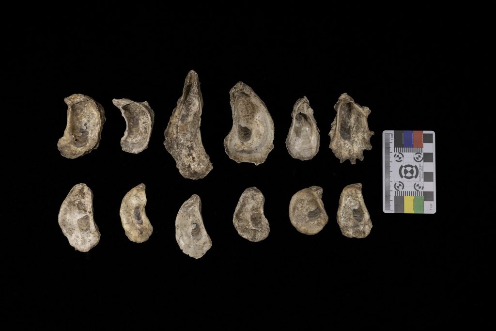 Photograph with right and left valves of six oyster shells, along with a measuring card.