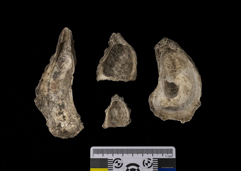 Photograph of four oyster shells of a variety of shapes with a measuring card against a black background.