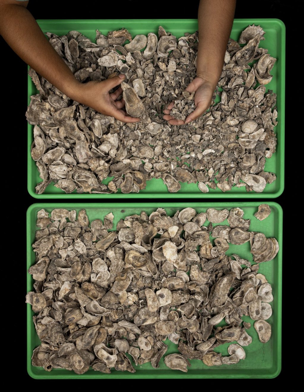 Photograph of two green trays with piles of whole and broken shells. Two hands hold shells above the trays.