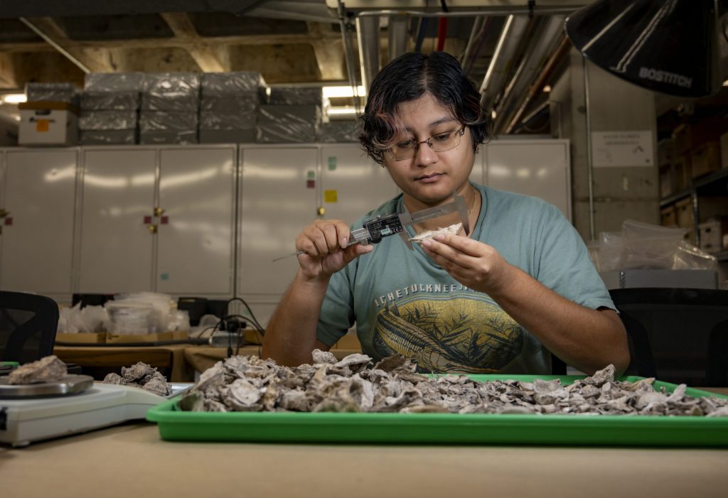 Photograph of a person holding and measuring an oyster shell above a tray with a pile of oyster shells.