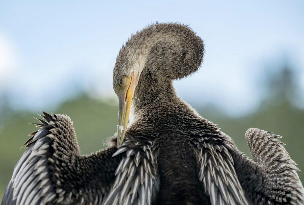 Anhinga preening its feathers.