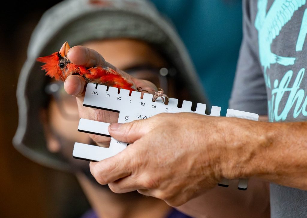 Male cardinal is held gently while the width of its leg is measured for banding.