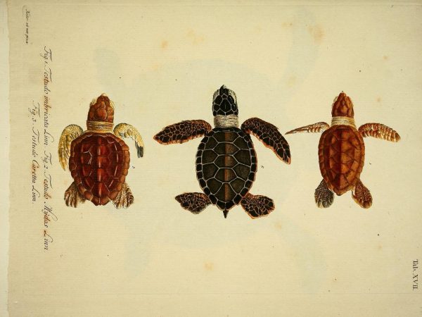 Illustration of three small sea turtles.