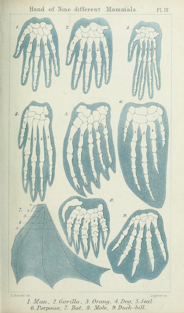Illustration of nine different mammal hands showing the bone segments and tissue surrounding them in blue.