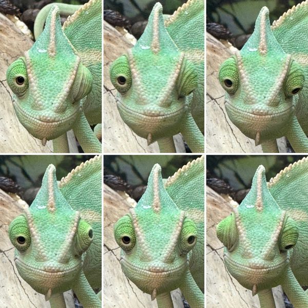 Six photographs side by side of a chameleon with its eyes looking in all different directions.