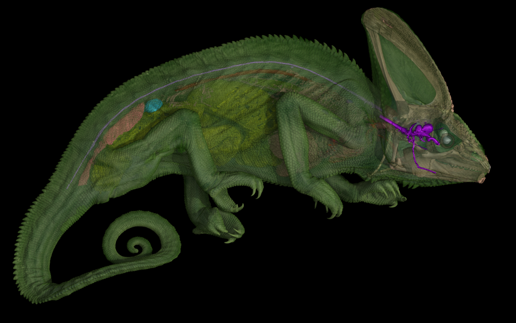 Scan of a green veiled chameleon with its brain and cranial nerves colored purple.