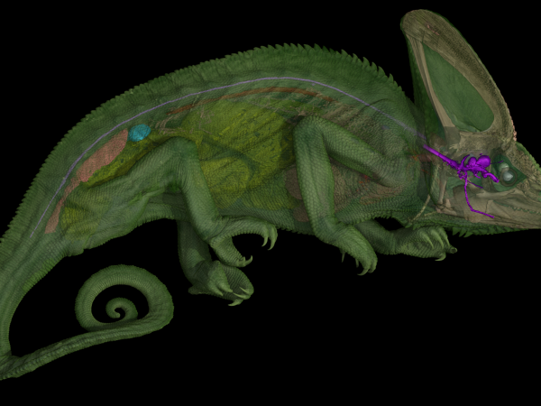 Scan of a green veiled chameleon with its brain and cranial nerves colored purple.