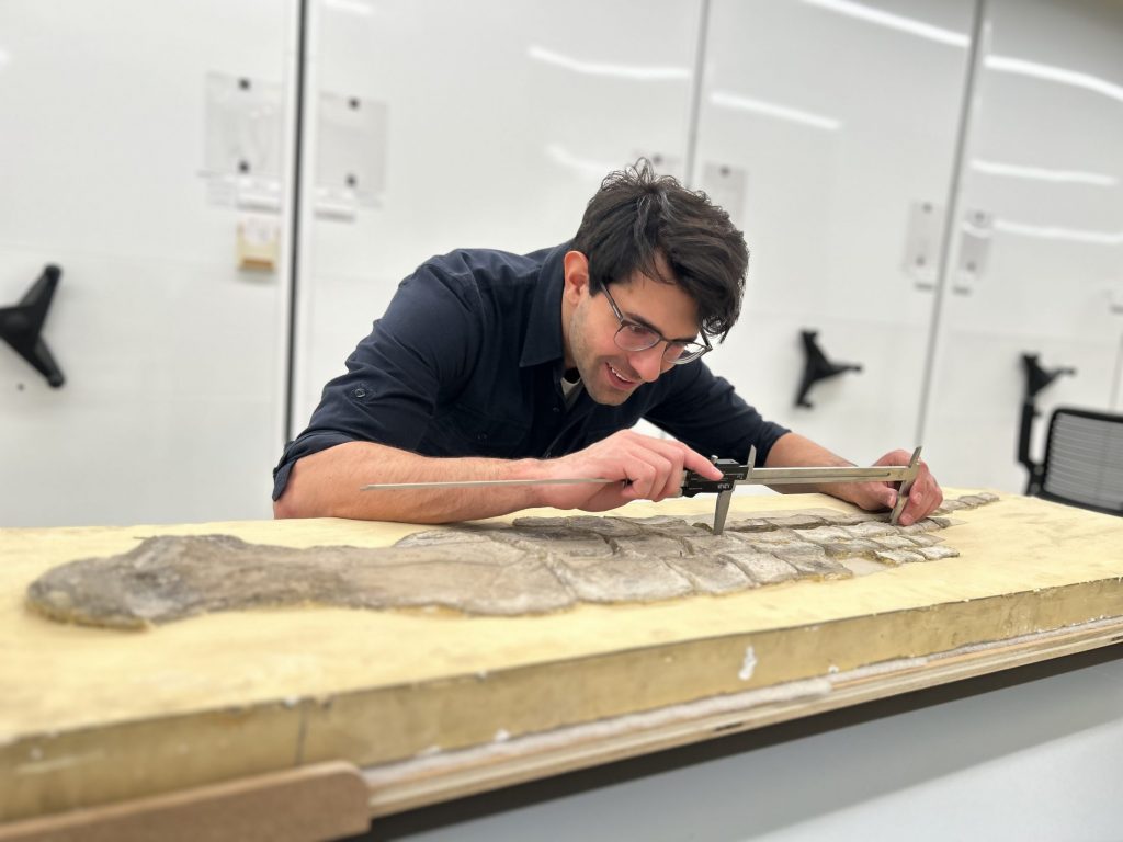 Person leaning over a large, flat flipper fossil and measuring it with a set of calipers.