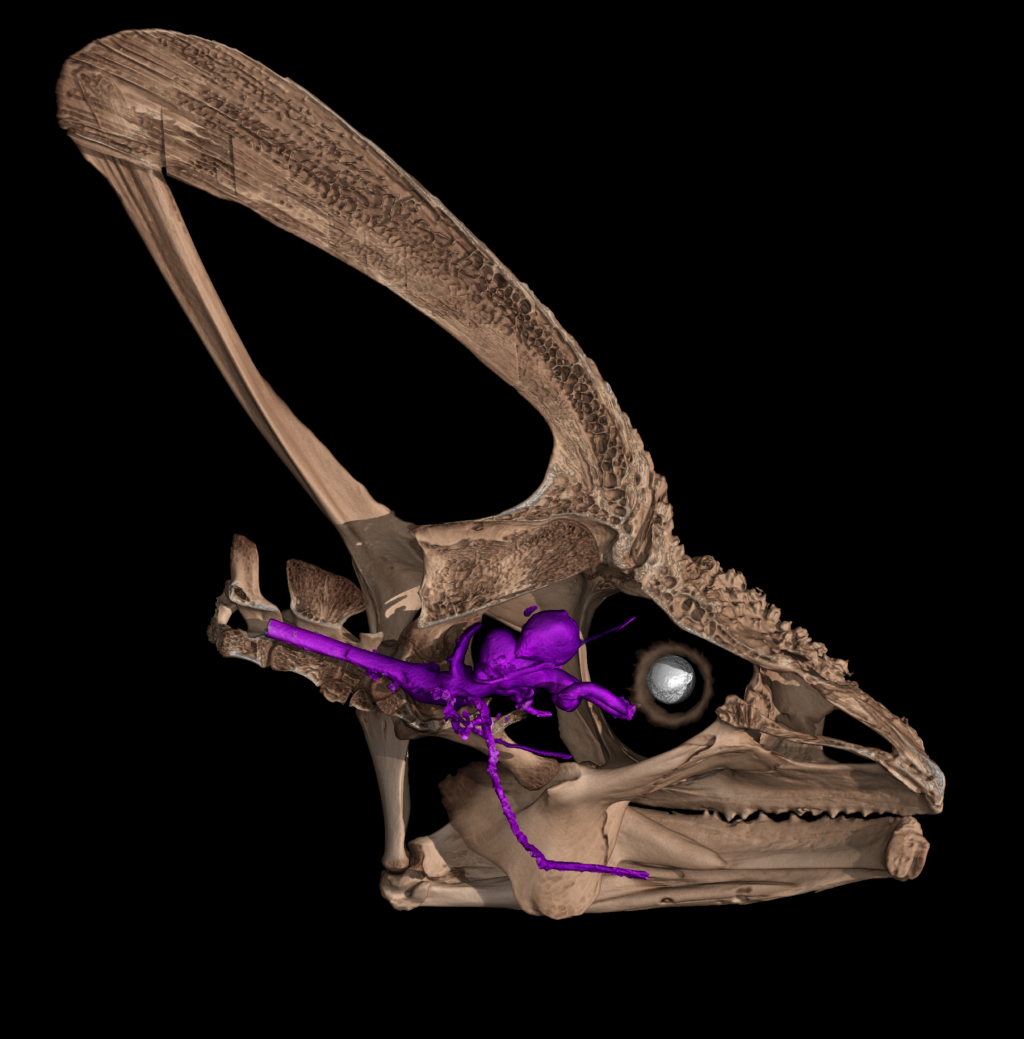 Scan of a chameleon skull with its brain and cranial nerves colored purple.