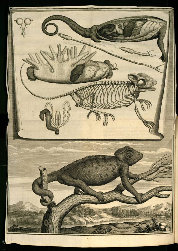 Scan of an old textbook illustration of the anatomy of a chameleon.
