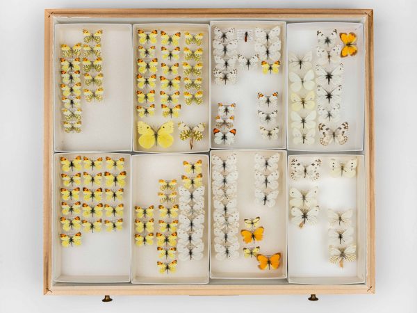 Collection drawer full of butterfly specimens of various colors.