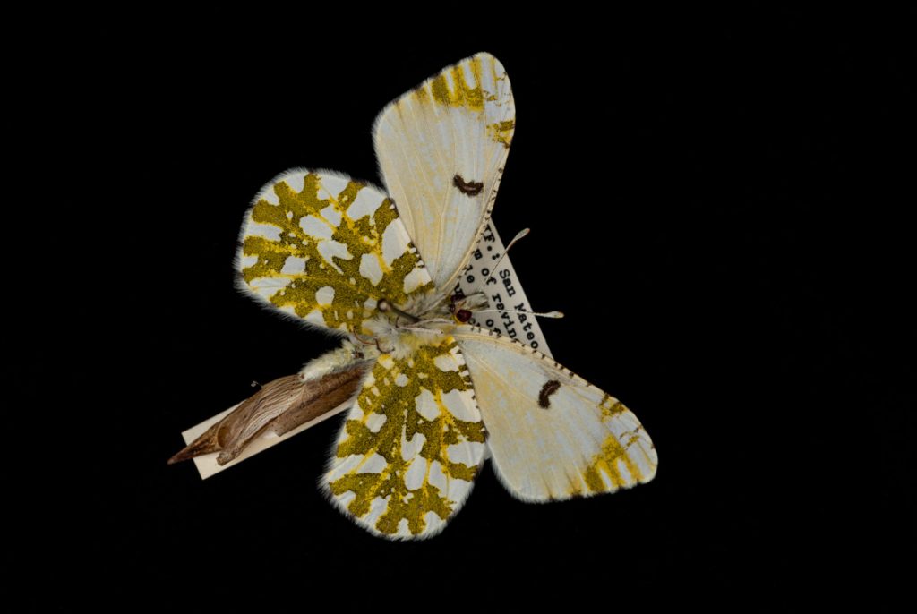 Butterfly specimen with its label photographed on a black background.