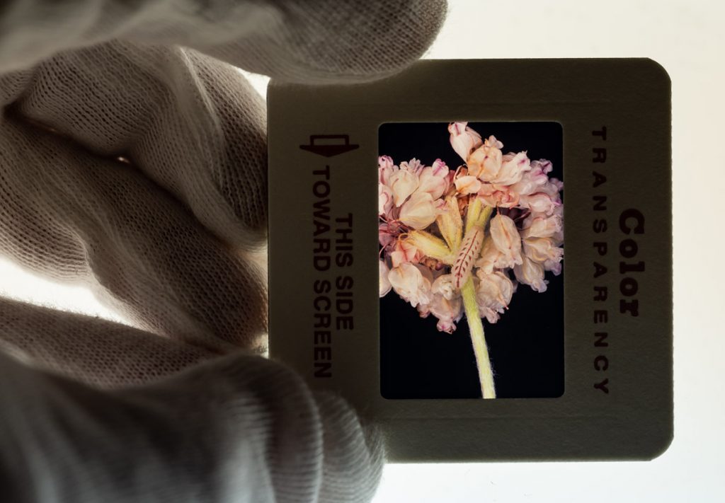 A 35 mm frame held up against background light, revealing a photograph of a flower and a caterpillar.