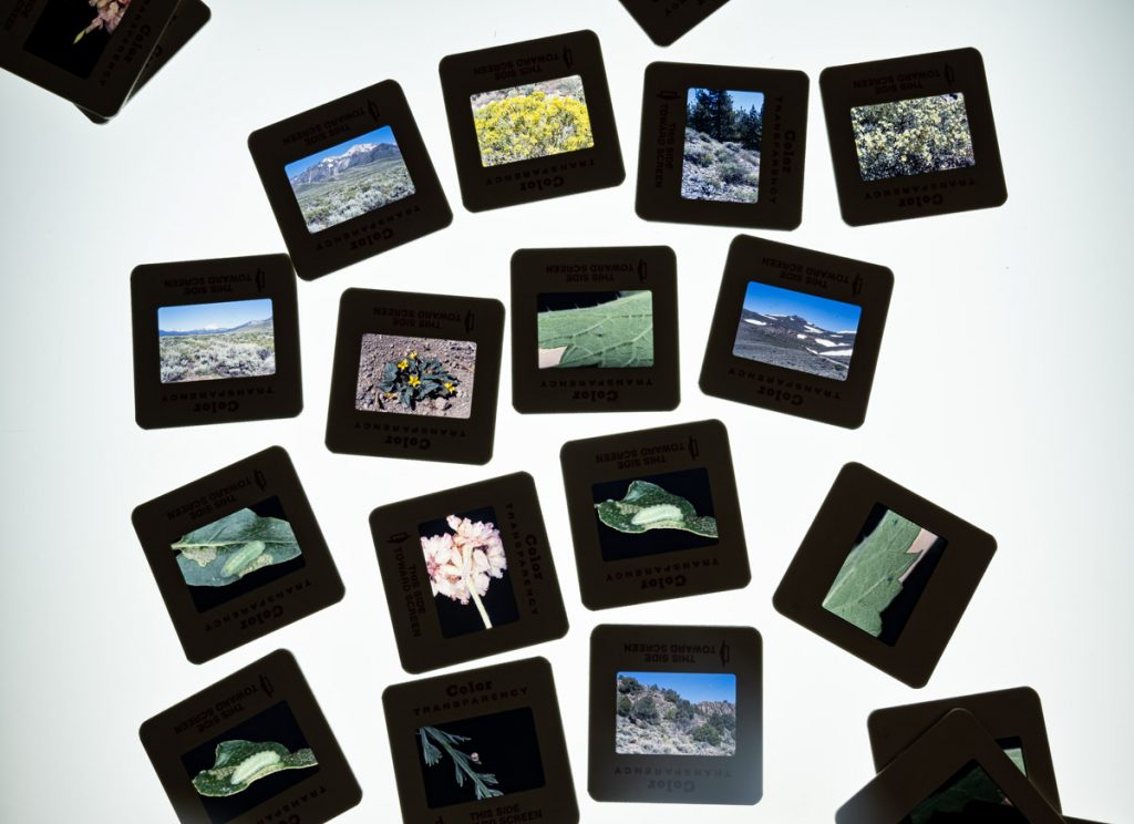Several 35 mm frames placed on a lightbox to reveal the photographs.