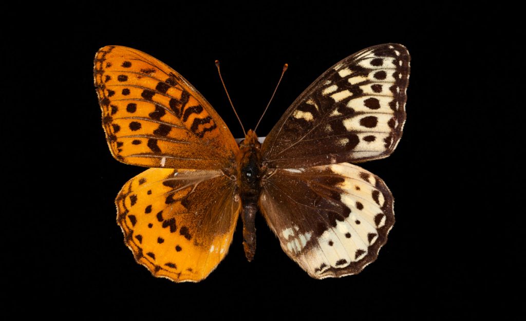 Butterfly specimen with two sets of different-colored wings on the right and left-hand side.