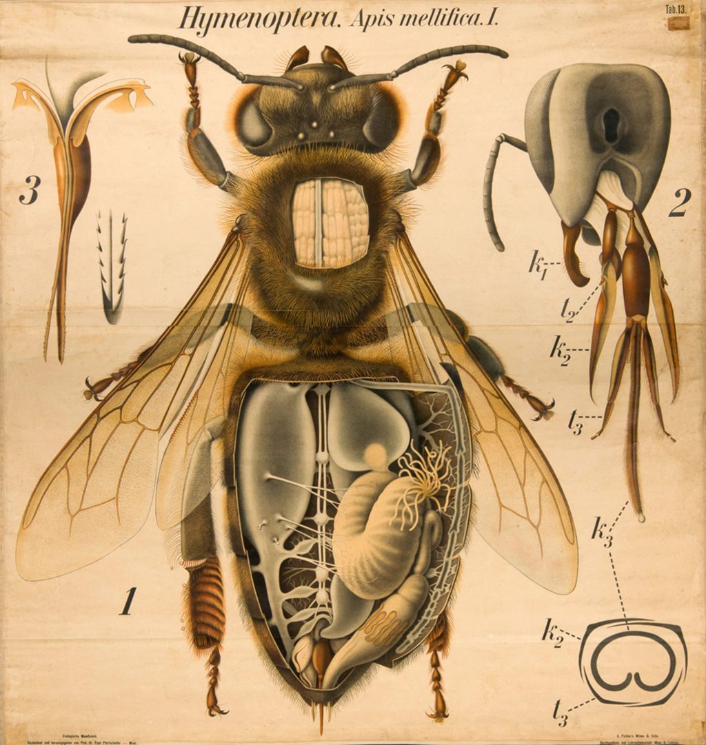 Old biological wall chart depicting the anatomy of adult and juvenile bees.