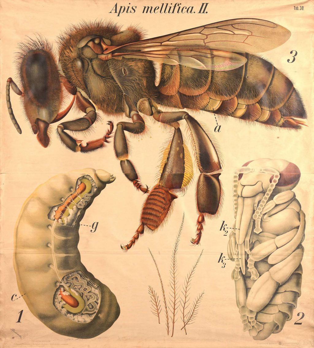 Old biological wall chart depicting the anatomy of adult and juvenile bees.