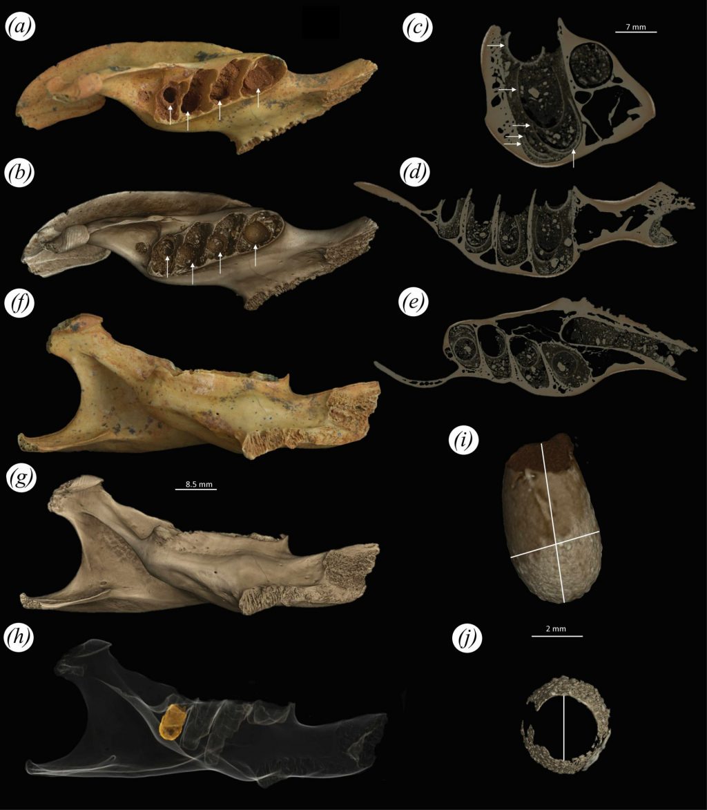 Photographs and ct scans of a fossil jaw with a nest in one of its alveoli.