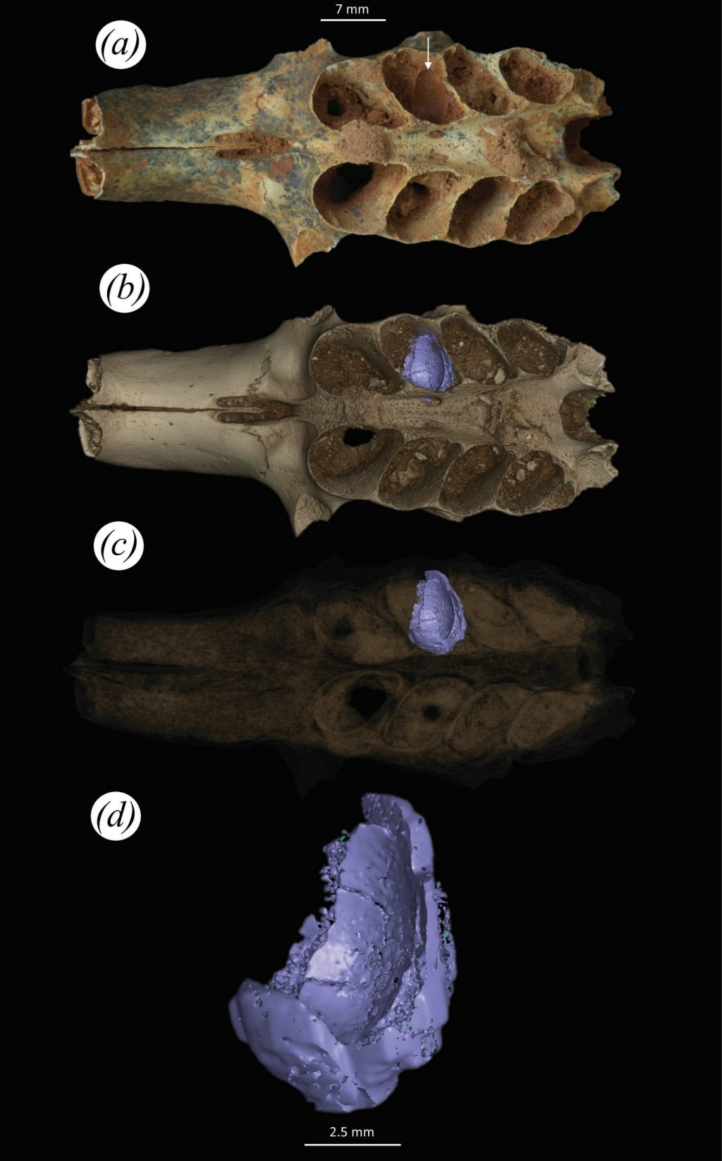 Photographs and ct scans of a fossil jaw with a nest in one of its alveoli.