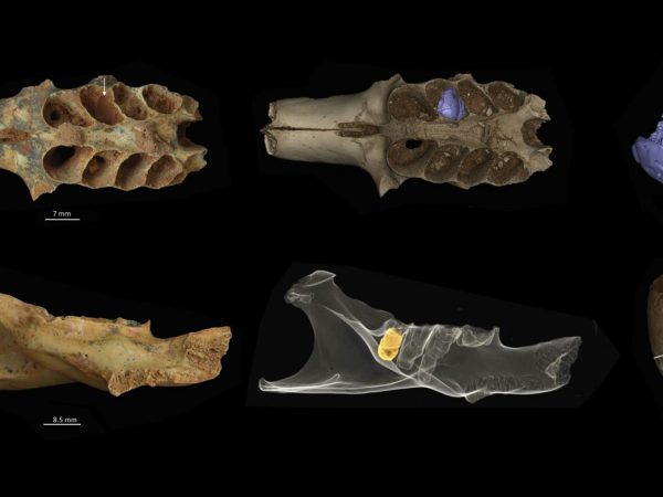 Photographs and ct scans of a fossilized jaw and lower mandible, both with bee nests in one of their alveoli.