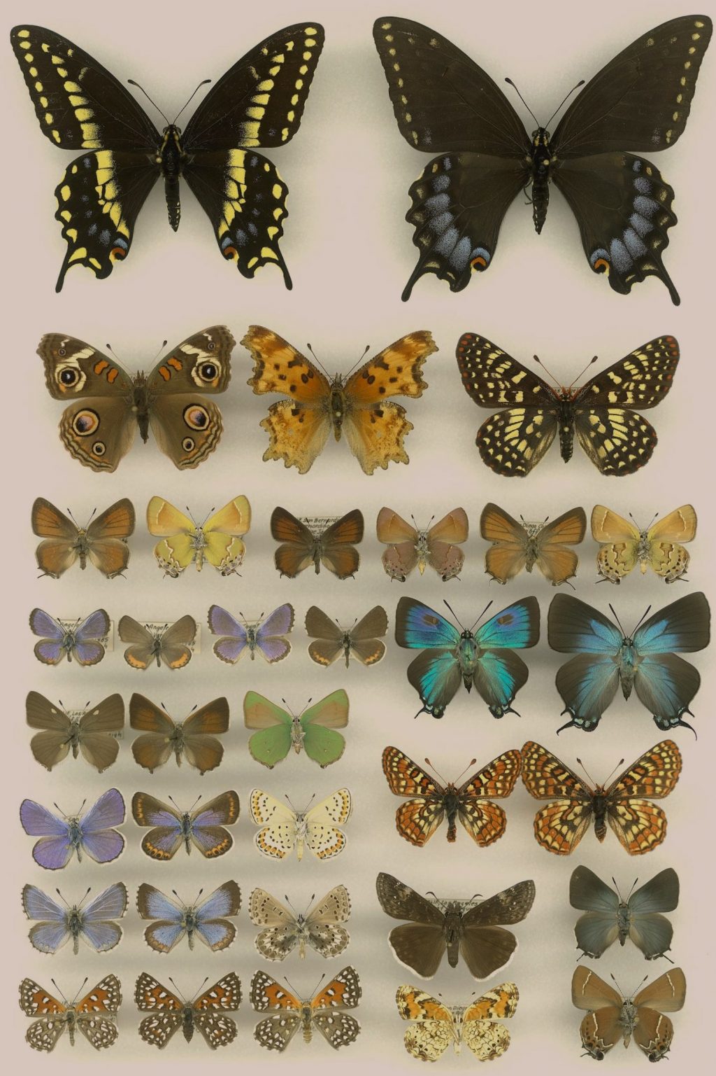 Butterfly specimens pinned to a board.