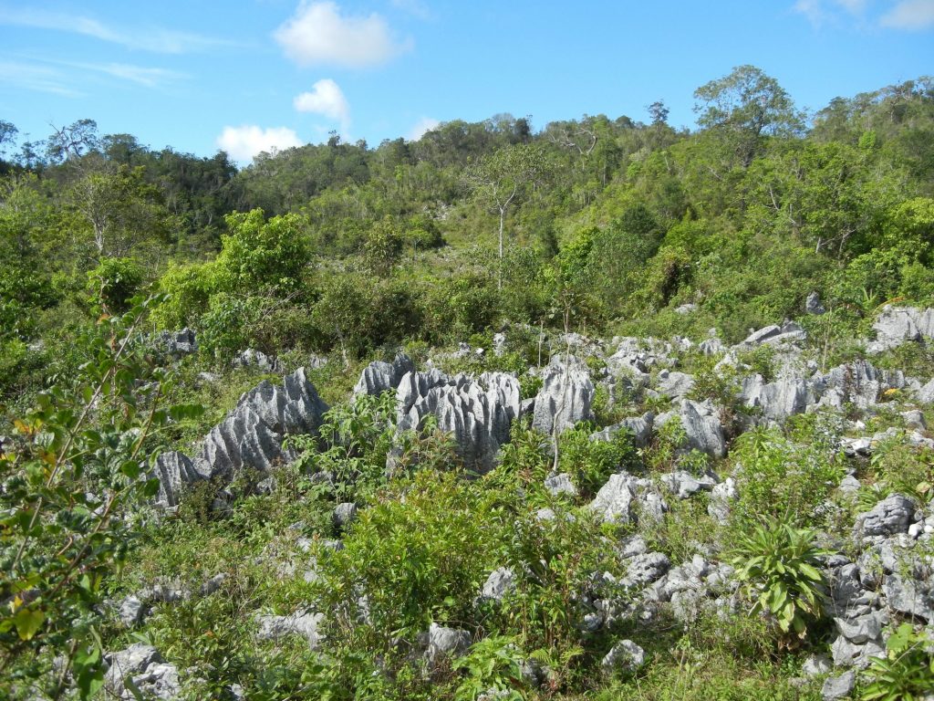 Photograph of dogtooth limestone covered in vegetation.