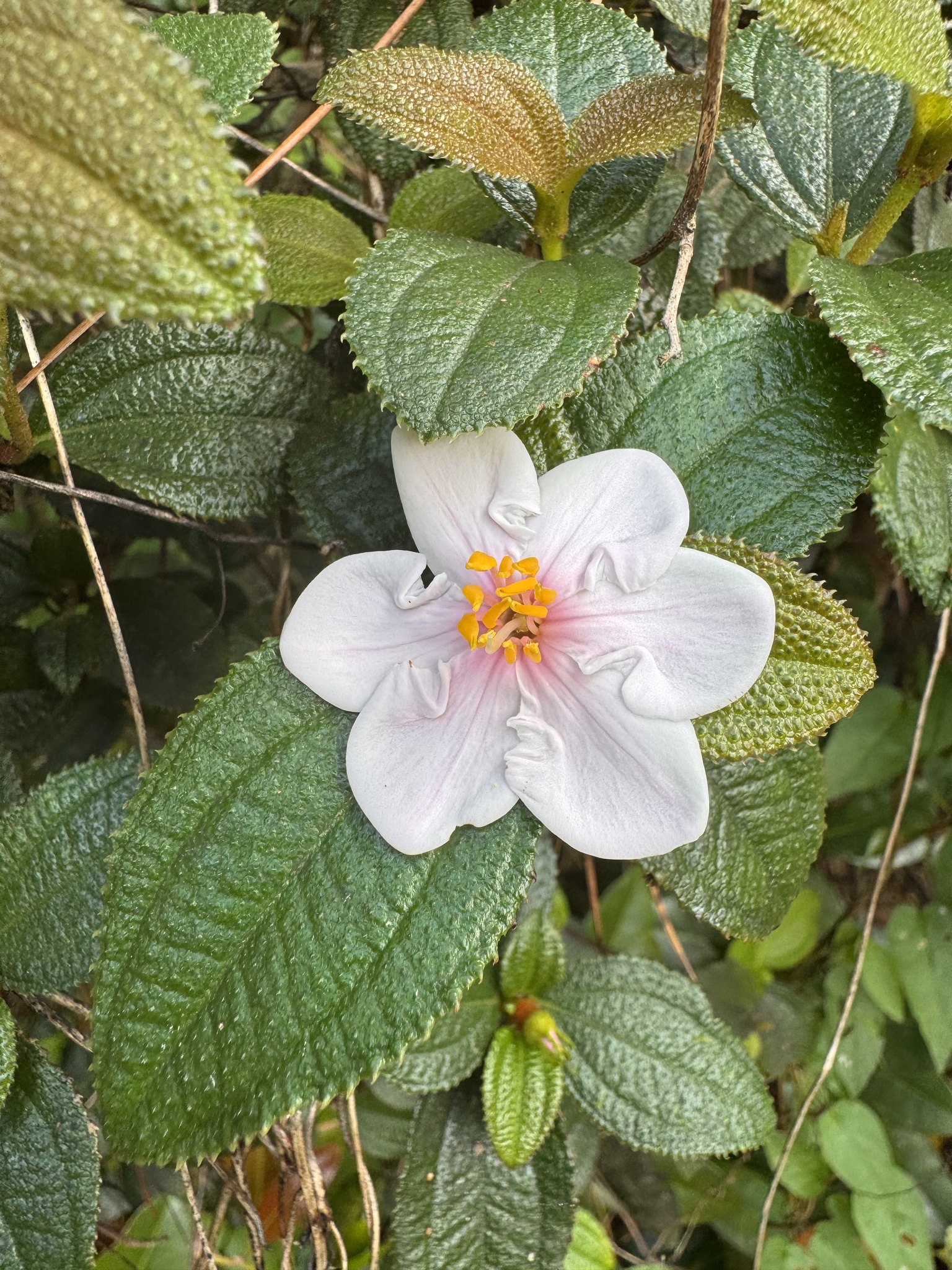 Photograph of a plant with a flower in bloom.