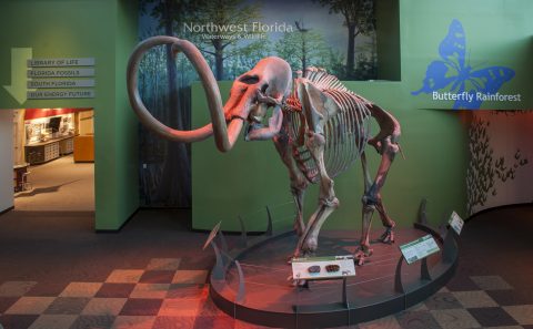 Columbian mammoth in the Florida Museum lobby