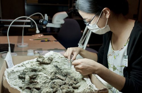 paleontologist prepping specimen in plaster jacket