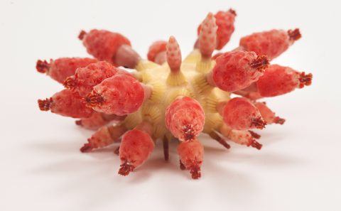 strawberry urchin
