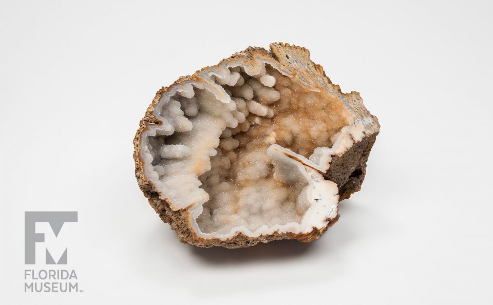 Agatized (Fossil) Coral