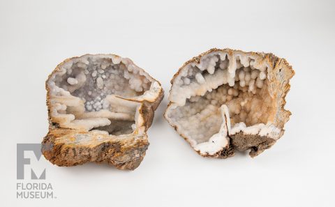 Agatized (Fossil) Coral