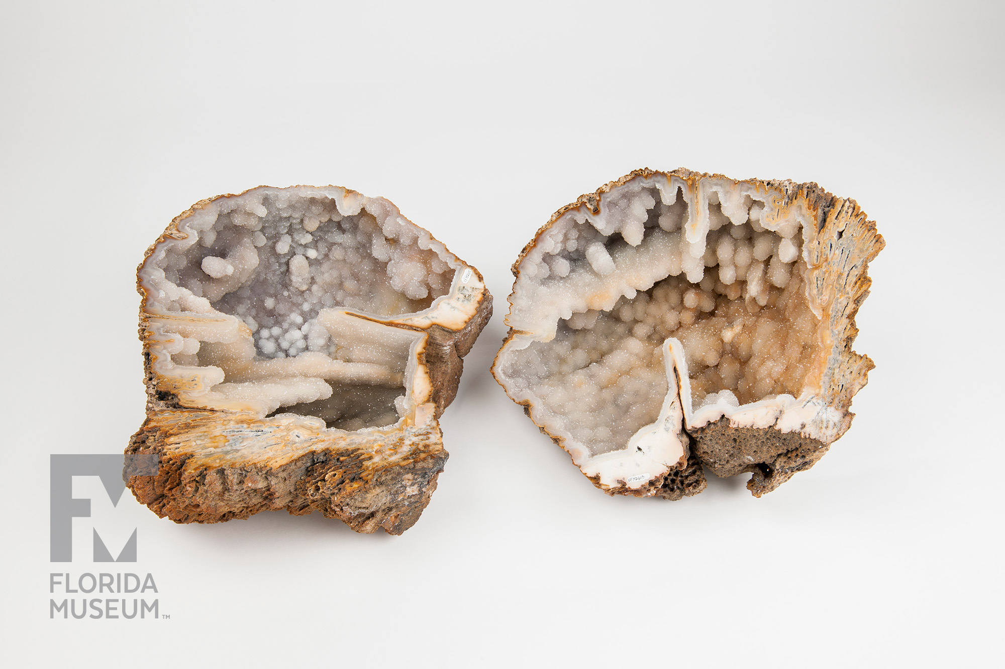 All Natural Polished Agatized Fossil Coral from South Georgia/North Florida