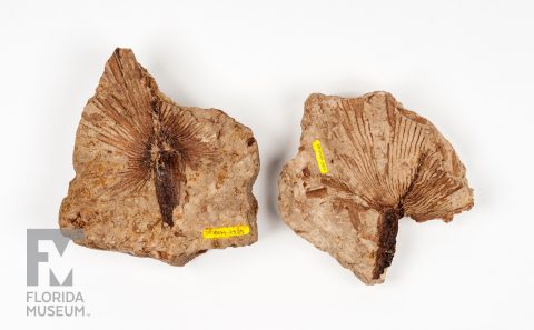 Fossil Palm
